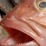 روغن ماهی و کاهش اثر فست فودها بر مغز