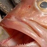 مصرف حداقل دو وعده ی ماهی در هفته و کاهش خطر بروز سکته